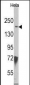 JMJD3 Antibody (N-term)